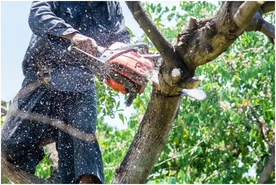 tree services Amery